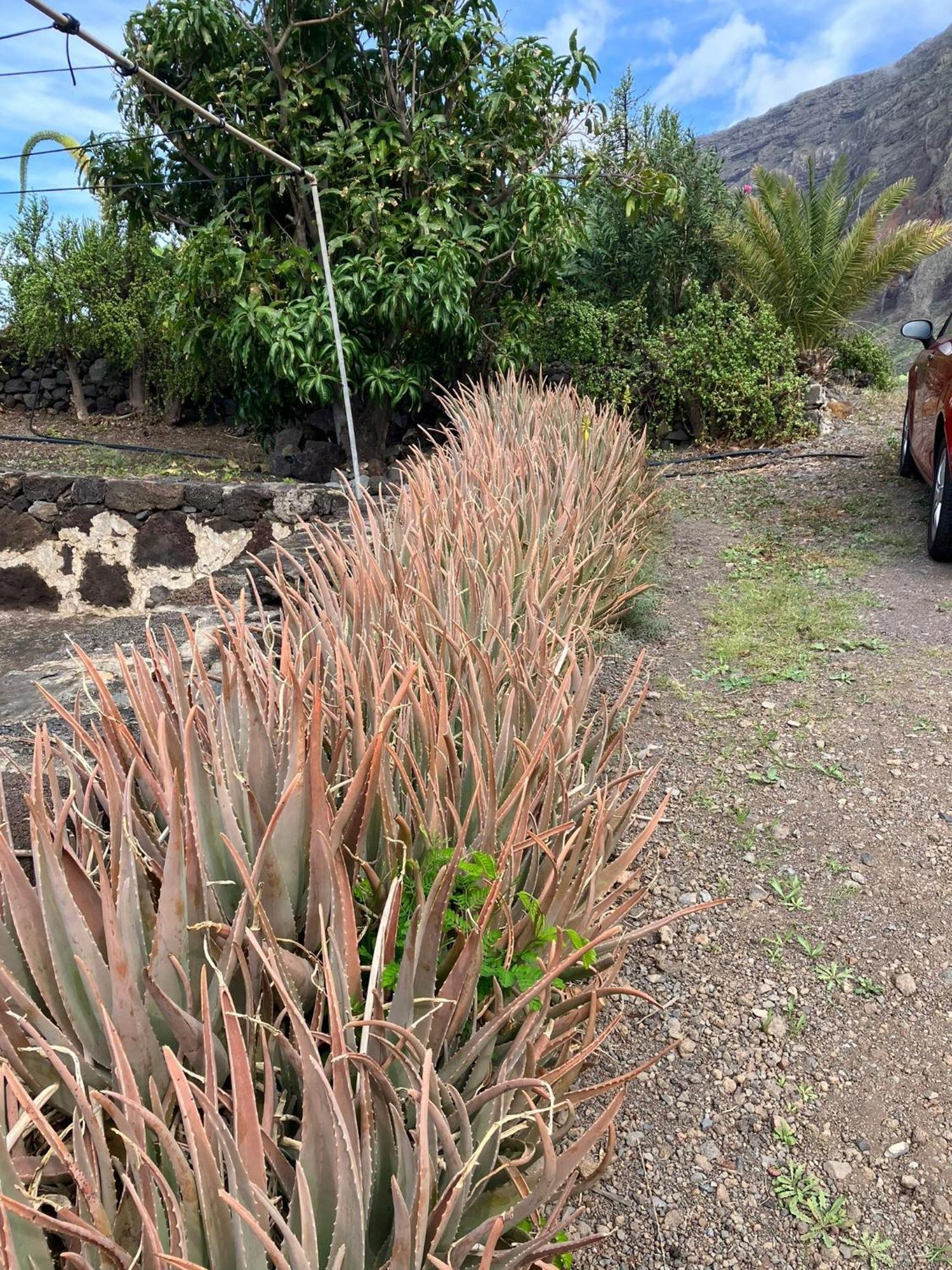 Casa Nela. Rural Y Acogedora En Las Puntas El Hierro Frontera Exteriér fotografie